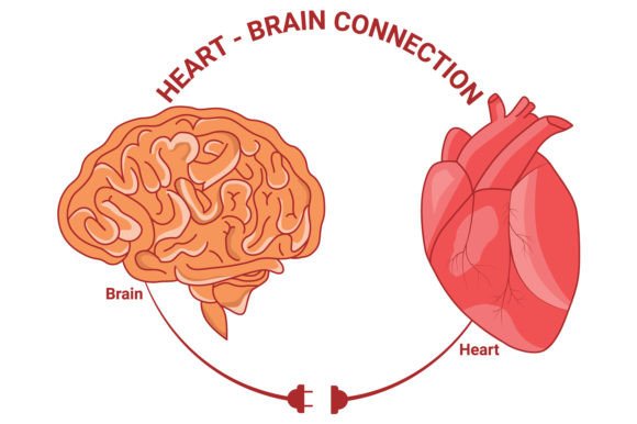 Download Heart and Brain Connection Vector Design - Connection Collection